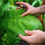 Tobacco Leaf