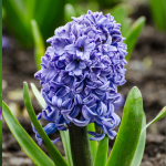 Hyacinth