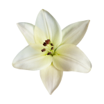 Lily