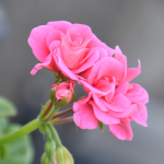 Pelargonium