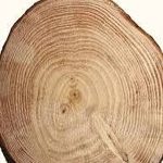Cashmere Wood