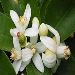 Fragrance Plant Essences