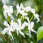 Jasmin Sambac