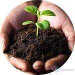 Soil Tincture