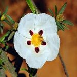 Cistus