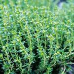 Thyme