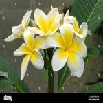 Indian Jasmine