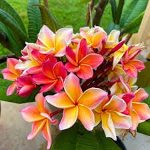 Tropical flowers
